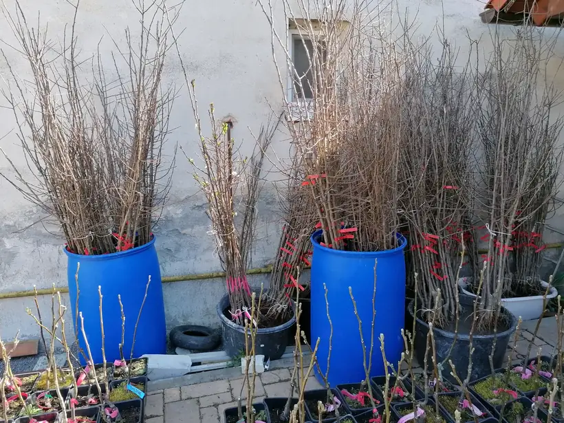 Výsadba sadu, 3 ha — začiatok prác, príprava plochy a výsadba (1/9)