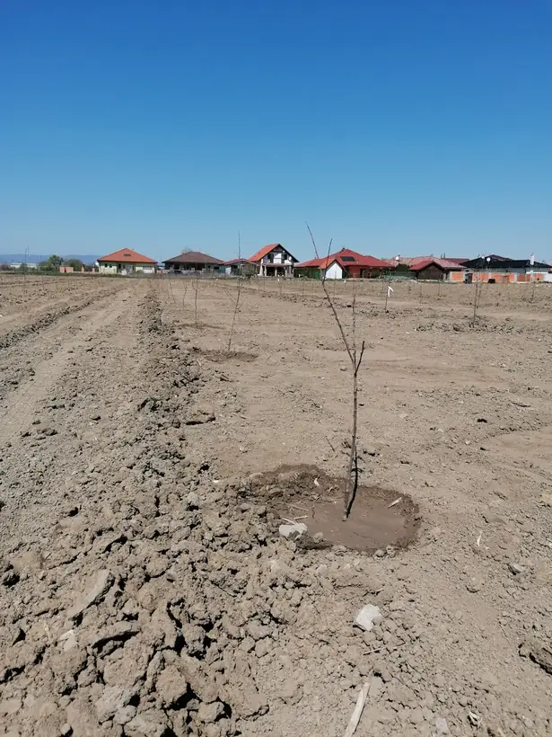 Výsadba sadu, 3 ha — priebeh výstavby, príprava plochy a výsadba (3/9)